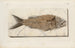 Onderzoek naar fossiele vissen Pl376 - Louis Agassiz — weergave van het kunstwerk