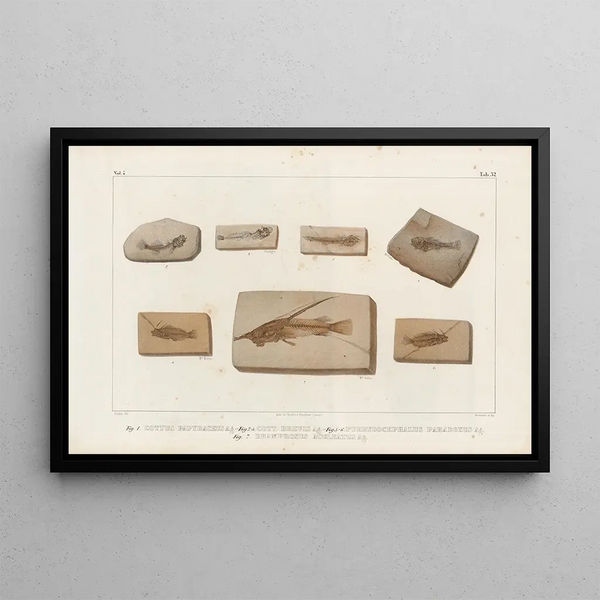 Louis Agassiz - Recherches sur les poissons fossiles Pl382.webp