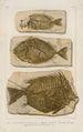 Recherches sur les poissons fossiles Pl386 - Louis Agassiz — weergave van het kunstwerk