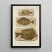 Recherches sur les poissons fossiles Pl386 - Louis Agassiz — ingelijst kunstwerk aan de muur
