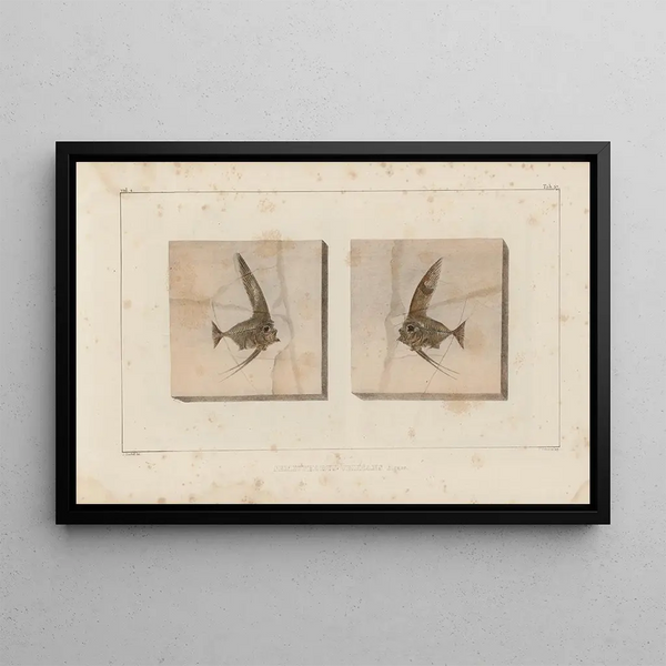 Louis Agassiz - Recherches sur les poissons fossiles Pl387.webp