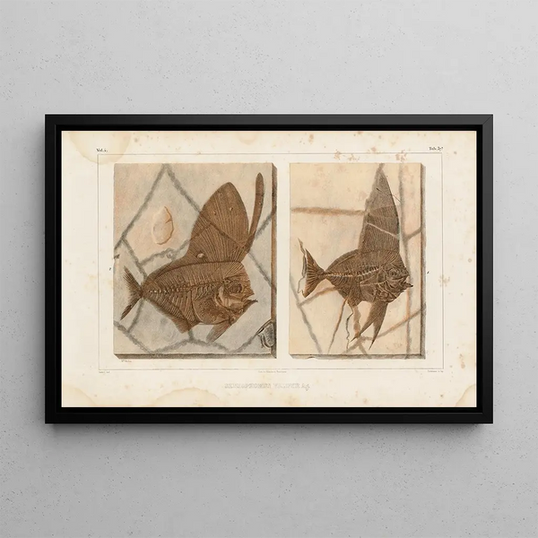 Recherches sur les poissons fossiles Pl388 - Louis Agassiz — framed artwork on a wall