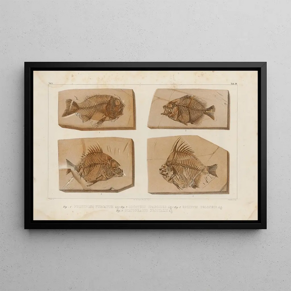 Recherches sur les poissons fossiles Pl390 - Louis Agassiz — ingelijst kunstwerk aan de muur