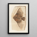 Recherches sur les poissons fossiles Pl393 - Louis Agassiz — ingelijst kunstwerk aan de muur