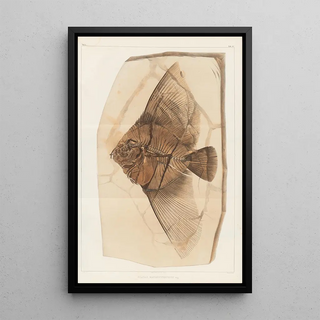 Louis Agassiz - Recherches sur les poissons fossiles Pl393.webp