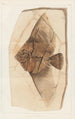 Recherches sur les poissons fossiles Pl393 - Louis Agassiz — weergave van het kunstwerk