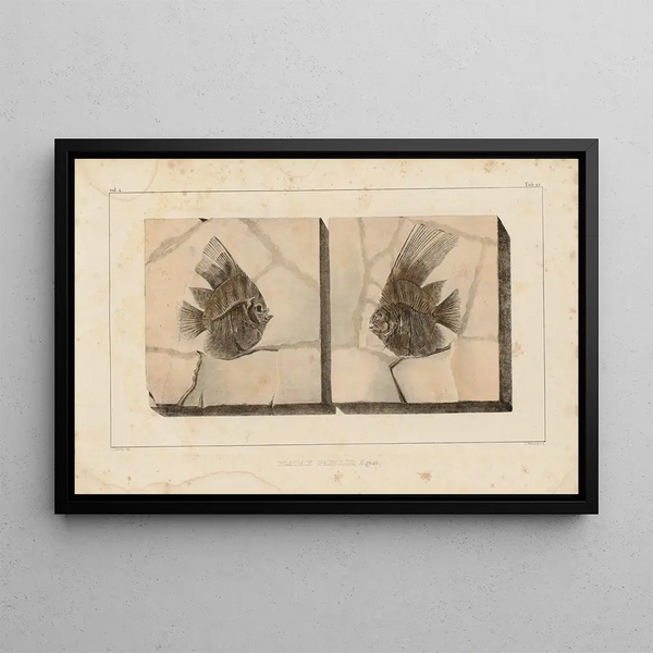 Louis Agassiz - Recherches sur les poissons fossiles Pl394.webp