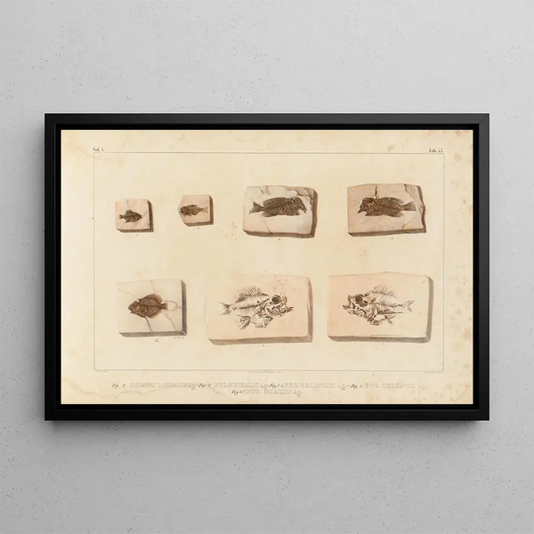 Recherches sur les poissons fossiles Pl396 - Louis Agassiz — ingelijst kunstwerk aan de muur