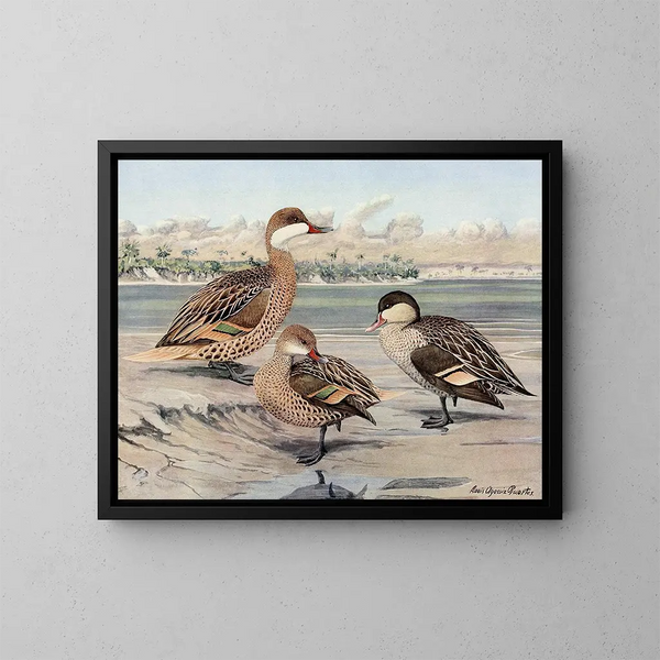 Bahamas Duck, Galápagos Islands Duck, African Red-billed Duck - Louis Agassiz Fuertes — framed artwork on a wall