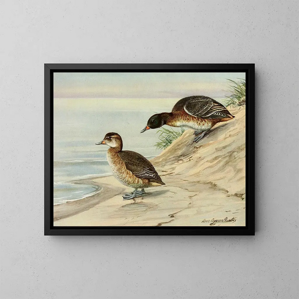 Black-headed Duck - Louis Agassiz Fuertes — framed artwork on a wall