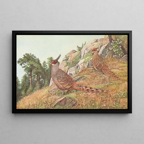 Louis Agassiz Fuertes - Cheer Pheasant.webp