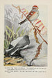 Dotty le bruant des arbres Slaty le junco - Louis Agassiz Fuertes — weergave van het kunstwerk