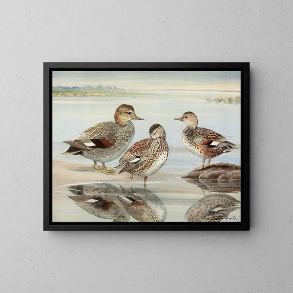 Squealing Duck - Louis Agassiz Fuertes — framed artwork on a wall