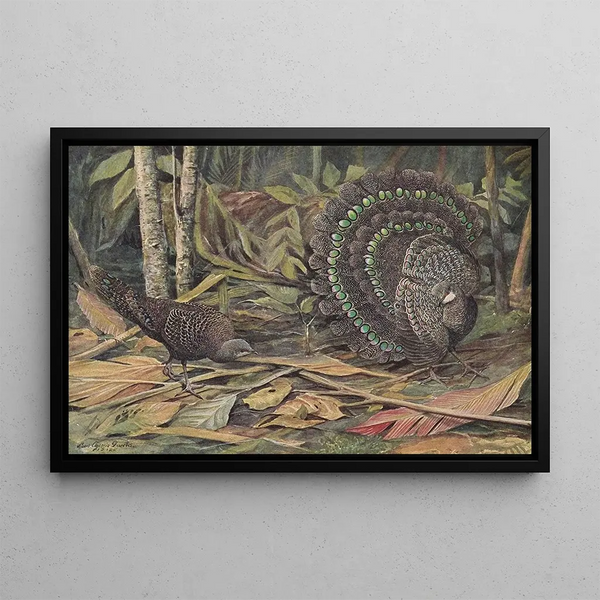 Faisan paon de Germain - Louis Agassiz Fuertes — framed artwork on a wall