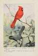 Glory le cardinal Kitty le moqueur chat - Louis Agassiz Fuertes — weergave van het kunstwerk