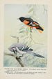 Goldie l'oriole de Baltimore Sammy le geai - Louis Agassiz Fuertes — weergave van het kunstwerk