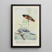 Goldie l'oriole de Baltimore Sammy le geai - Louis Agassiz Fuertes — ingelijst kunstwerk aan de muur