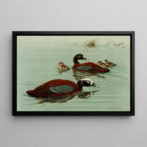 Hartlaub's Kingfisher - Louis Agassiz Fuertes — framed artwork on a wall