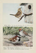 Jenny le troglodyte Bully le moineau anglais Chippy le bruant familier - Louis Agassiz Fuertes — weergave van het kunstwerk