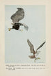 King l'aigle Plunger le balbuzard pêcheur - Louis Agassiz Fuertes — weergave van het kunstwerk