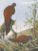 Pheasant peacock with bronze tail from Malaysia - Louis Agassiz Fuertes — artwork view