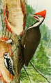 Pic à tête rouge Pic mineur - Louis Agassiz Fuertes — weergave van het kunstwerk
