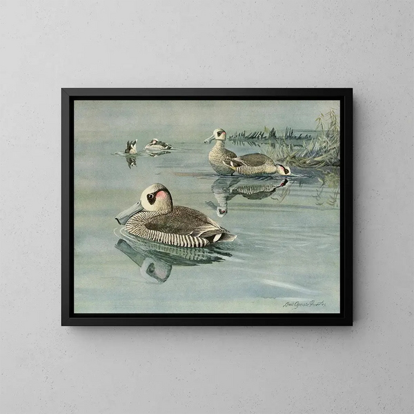 Canard à oreilles roses - Louis Agassiz Fuertes — framed artwork on a wall