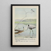 Rattles le Martin-pêcheur Teeter le Chevalier grivelé Longlegs le Grand Héron bleu - Louis Agassiz Fuertes — ingelijst kunstwerk aan de muur