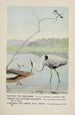 Rattles le Martin-pêcheur Teeter le Chevalier grivelé Longlegs le Grand Héron bleu - Louis Agassiz Fuertes — weergave van het kunstwerk