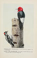 Redhead le Pic épeiche Downy le Pic mineur - Louis Agassiz Fuertes — weergave van het kunstwerk