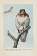 Redtail la Buse - Louis Agassiz Fuertes — weergave van het kunstwerk