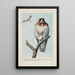 Redtail la Buse - Louis Agassiz Fuertes — ingelijst kunstwerk aan de muur