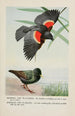 Redwing le Carouge à épaulettes Speckles l'Étourneau - Louis Agassiz Fuertes — weergave van het kunstwerk