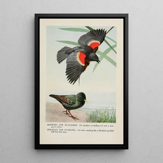 Louis Agassiz Fuertes - Redwing the Blackbird Speckles the Starling.webp