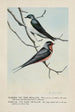 Skimmer l'Hirondelle bicolore Forktail l'Hirondelle rustique - Louis Agassiz Fuertes — weergave van het kunstwerk