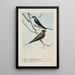 Skimmer l'Hirondelle bicolore Forktail l'Hirondelle rustique - Louis Agassiz Fuertes — ingelijst kunstwerk aan de muur