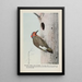 Yellow Wing le Pic flamboyant - Louis Agassiz Fuertes — ingelijst kunstwerk aan de muur