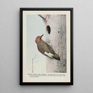 Louis Agassiz Fuertes - Yellow Wing the Flicker.webp