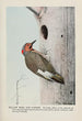 Yellow Wing le Pic flamboyant - Louis Agassiz Fuertes — weergave van het kunstwerk