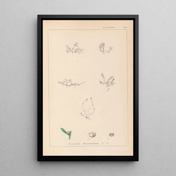 Louis Antoine Cusin - Herbier de la flore franaise Pl0001.webp