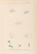Herbier de la flore française Pl0003 - Louis Antoine Cusin — weergave van het kunstwerk