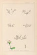 Herbier de la flore française Pl0004 - Louis Antoine Cusin — weergave van het kunstwerk