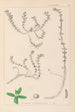 Herbier de la flore française Pl0006 - Louis Antoine Cusin — weergave van het kunstwerk