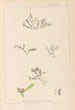 Herbier de la flore française Pl0007 - Louis Antoine Cusin — weergave van het kunstwerk