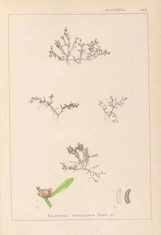 Louis Antoine Cusin - Herbier de la flore franaise Pl0007.webp