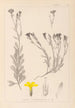 Herbier de la flore française Pl0009 - Louis Antoine Cusin — weergave van het kunstwerk