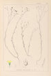 Herbier de la flore française Pl0010 - Louis Antoine Cusin — weergave van het kunstwerk