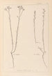 Herbier de la flore française Pl0012 - Louis Antoine Cusin — weergave van het kunstwerk