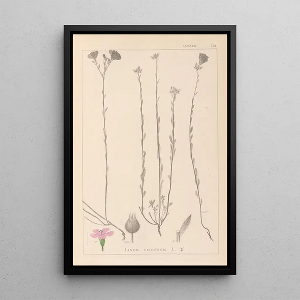 Louis Antoine Cusin - Herbier de la flore franaise Pl0014.webp