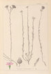 Herbier de la flore française Pl0014 - Louis Antoine Cusin — weergave van het kunstwerk